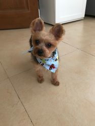 米倍寵物精品酒店 寵物衣架服務(wù)評價(jià)全解析